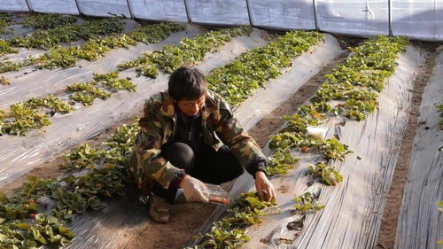 开发区蔬菜 农副产品市场供应足