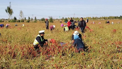 民勤 公安交警助力农副产品销售 确保运输 绿色通道 顺畅安全